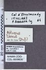Etiketten zu Athous canus (NHMW-ZOO-COL-0008630)